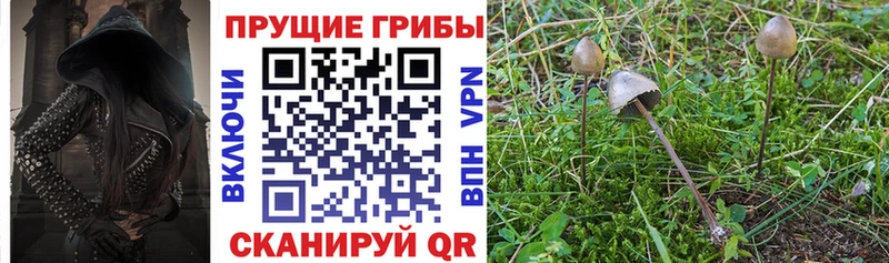 Псилоцибиновые грибы Psilocybe  Нюрба 